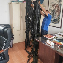 山东无沙精品宽叶干海带（水泥地晒场）去海带根，无任何杂质