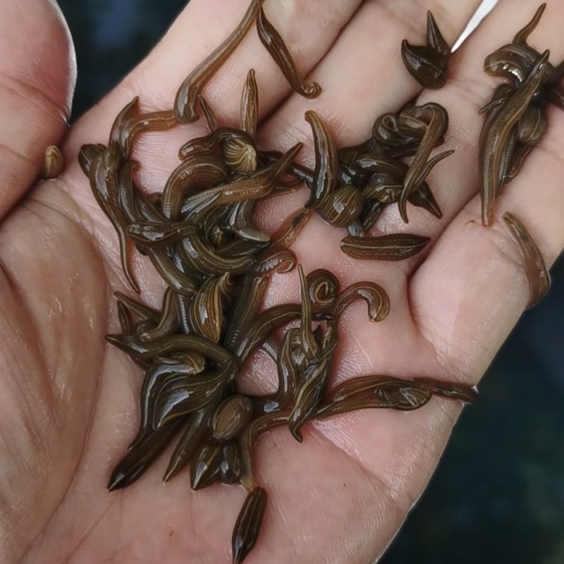 水蛭苗养殖基地直发（提供技术指导）现货供应，可视频看货