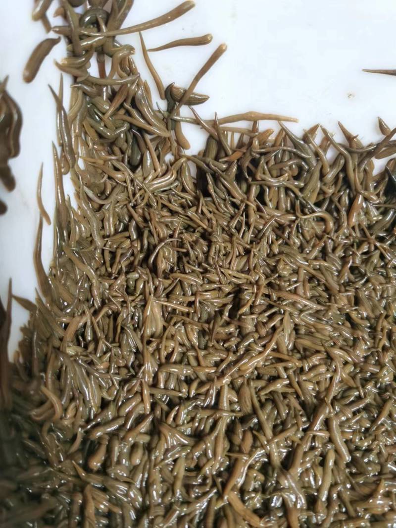 水蛭苗养殖基地直发（提供技术指导）现货供应，可视频看货