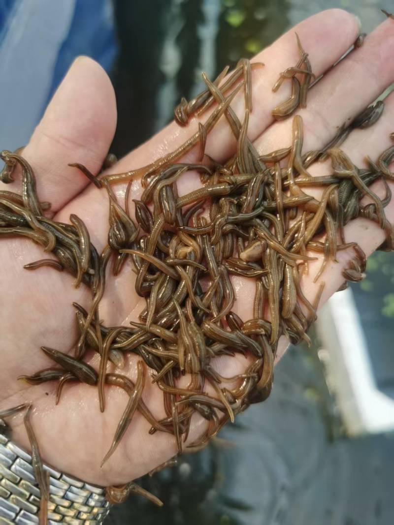水蛭苗养殖基地直发（提供技术指导）现货供应，可视频看货
