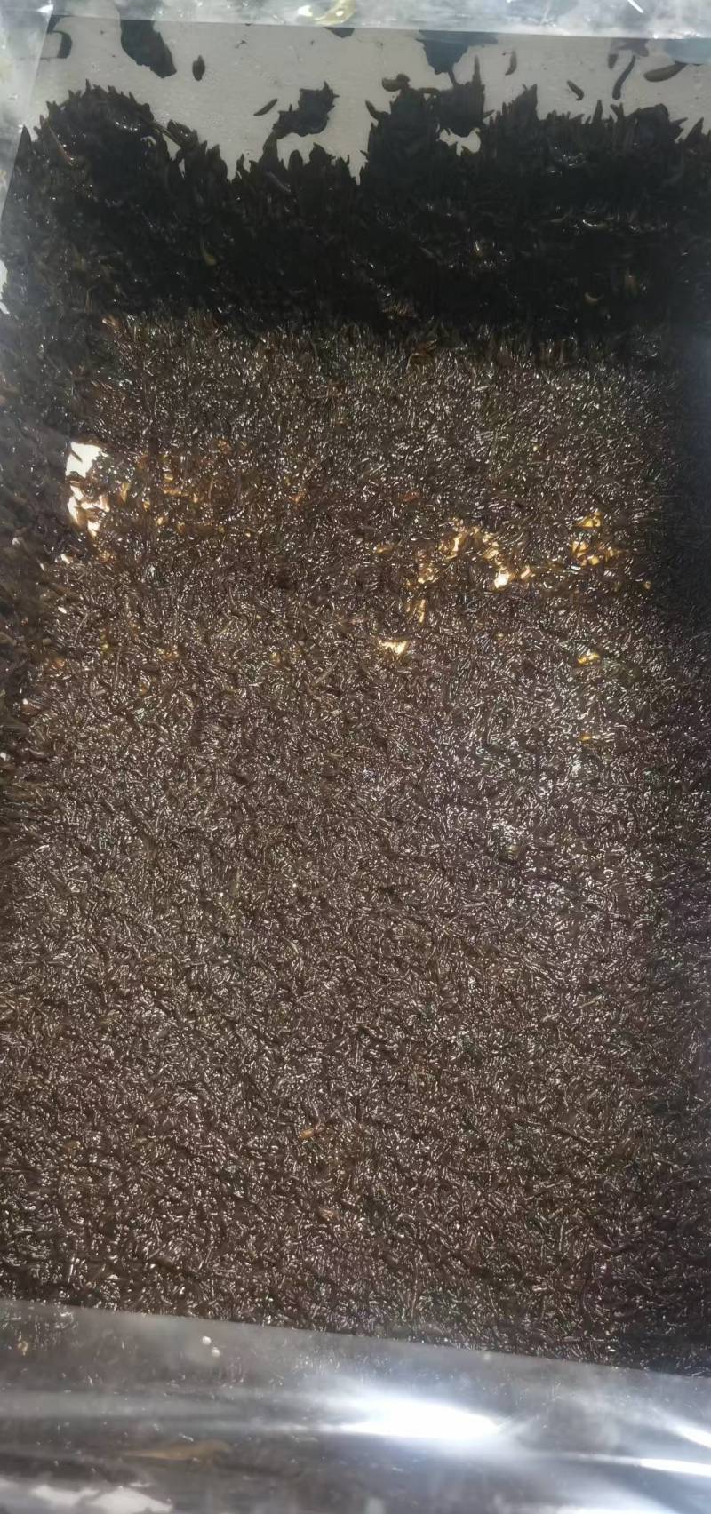 水蛭苗养殖基地直发（提供技术指导）现货供应，可视频看货