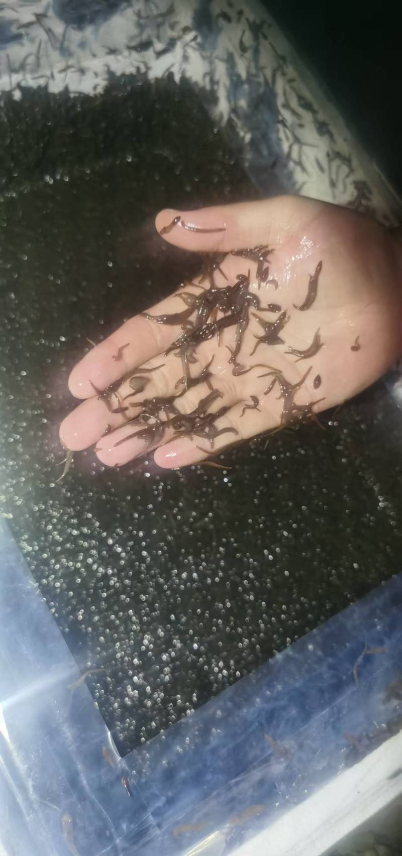 水蛭苗养殖基地直发（提供技术指导）现货供应，可视频看货