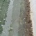 水蛭苗养殖基地直发（提供技术指导）现货供应，可视频看货