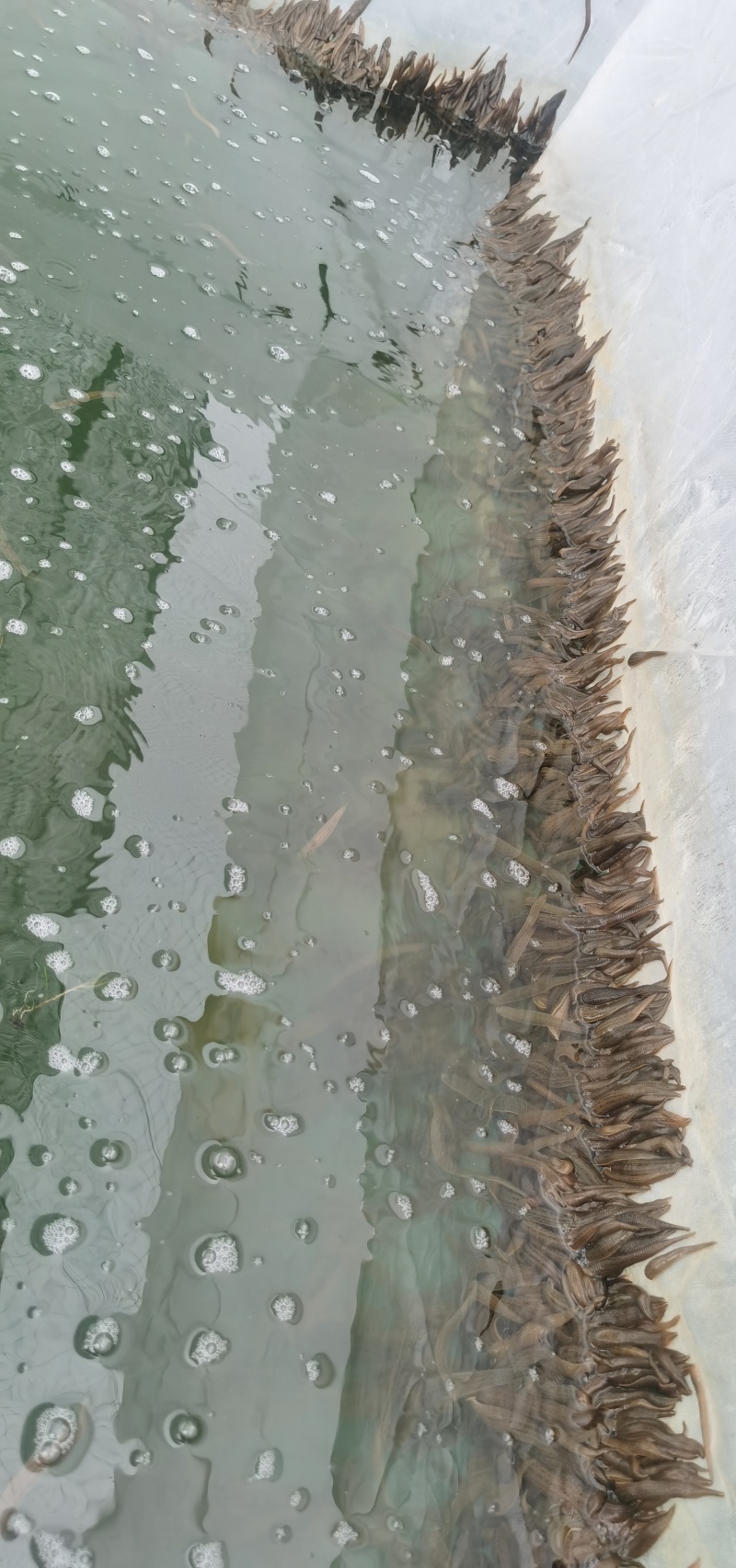 水蛭苗养殖基地直发（提供技术指导）现货供应，可视频看货