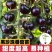 黑珍珠新品黑色番茄樱桃高产圣女果苗水果果季西红柿阳台四季盆栽
