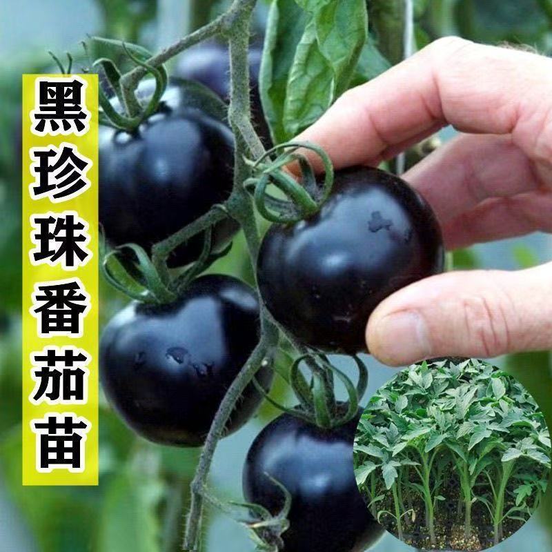 黑珍珠新品黑色番茄樱桃高产圣女果苗水果果季西红柿阳台四季盆栽