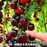 黑珍珠新品黑色番茄樱桃高产圣女果苗水果果季西红柿阳台四季盆栽