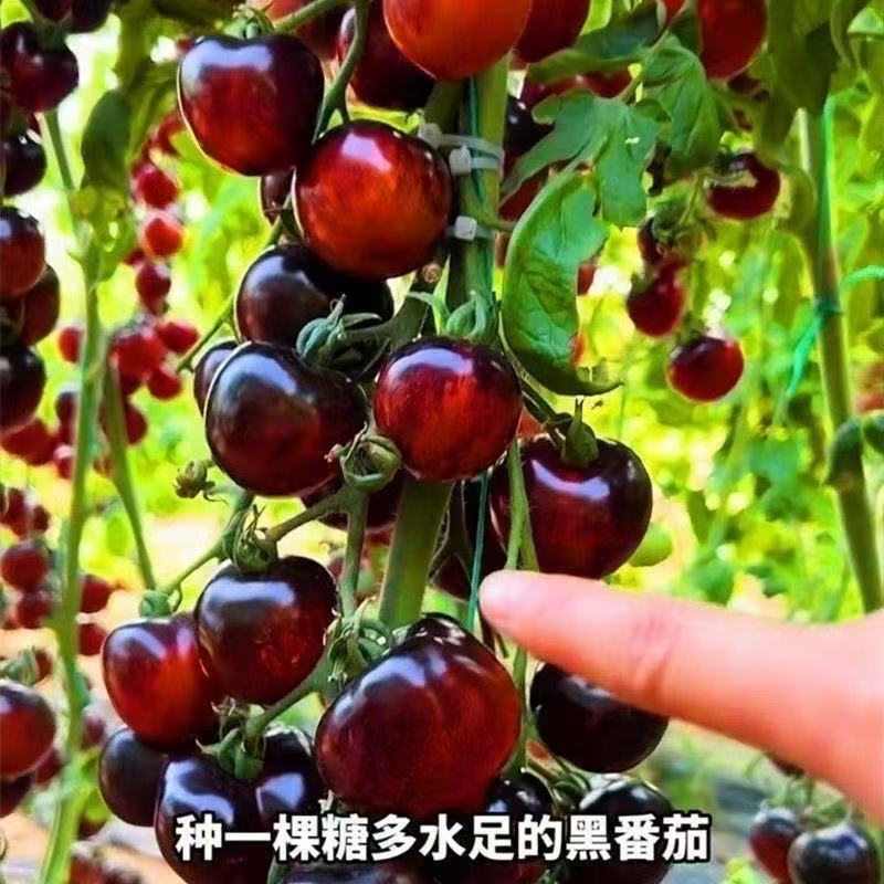 黑珍珠新品黑色番茄樱桃高产圣女果苗水果果季西红柿阳台四季盆栽