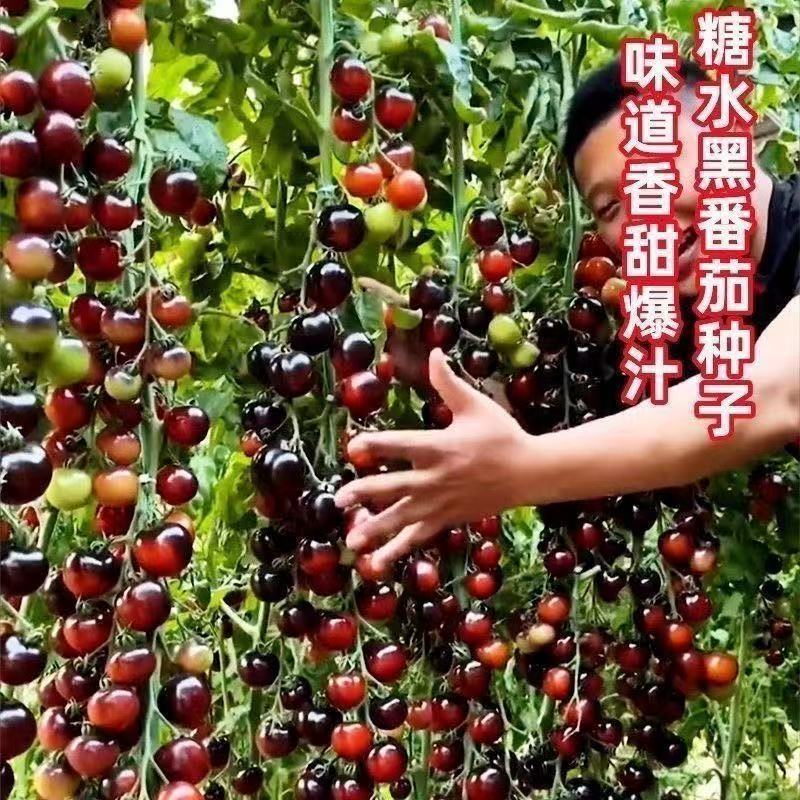 黑珍珠新品黑色番茄樱桃高产圣女果苗水果果季西红柿阳台四季盆栽