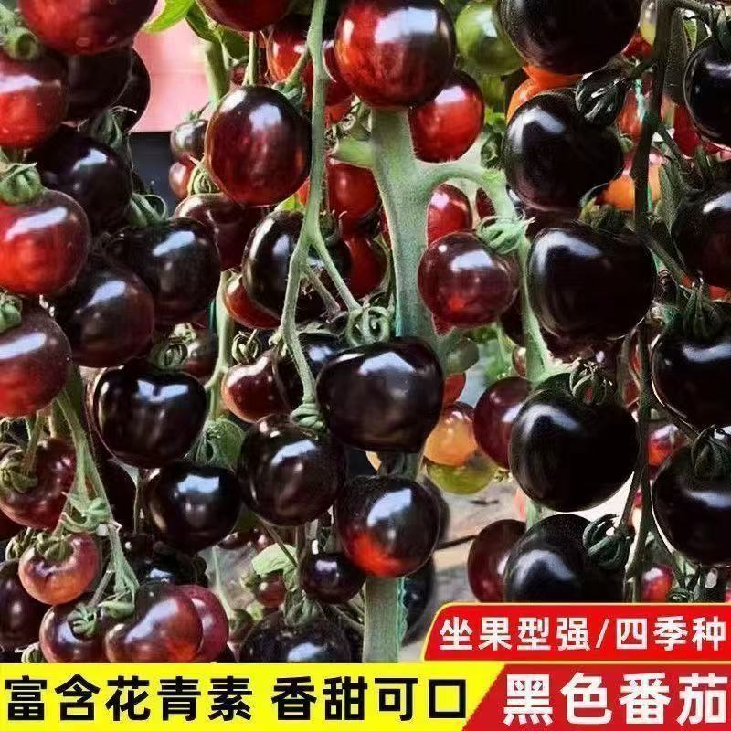 黑珍珠新品黑色番茄樱桃高产圣女果苗水果果季西红柿阳台四季盆栽