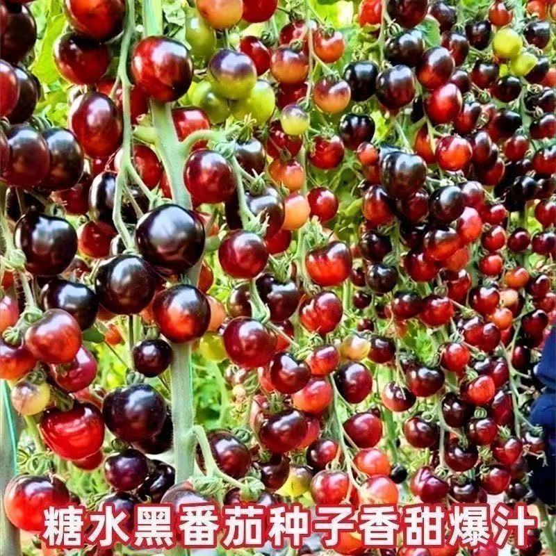 黑珍珠新品黑色番茄樱桃高产圣女果苗水果果季西红柿阳台四季盆栽