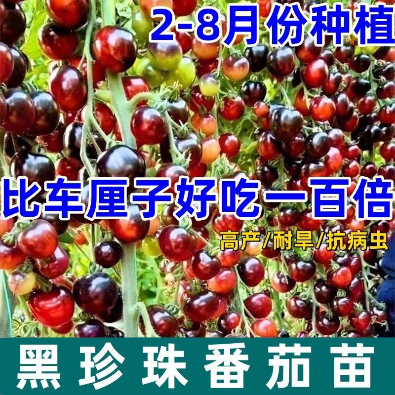黑珍珠新品黑色番茄樱桃高产圣女果苗水果果季西红柿阳台四季盆栽