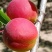 红梅杏