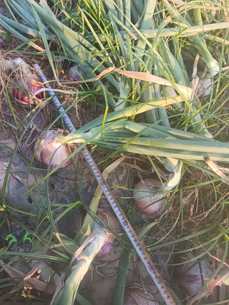 二红紫皮水果洋葱