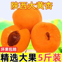 【精选大果】陕西大黄杏新鲜杏子应季酸甜新鲜水果金太阳杏子包邮