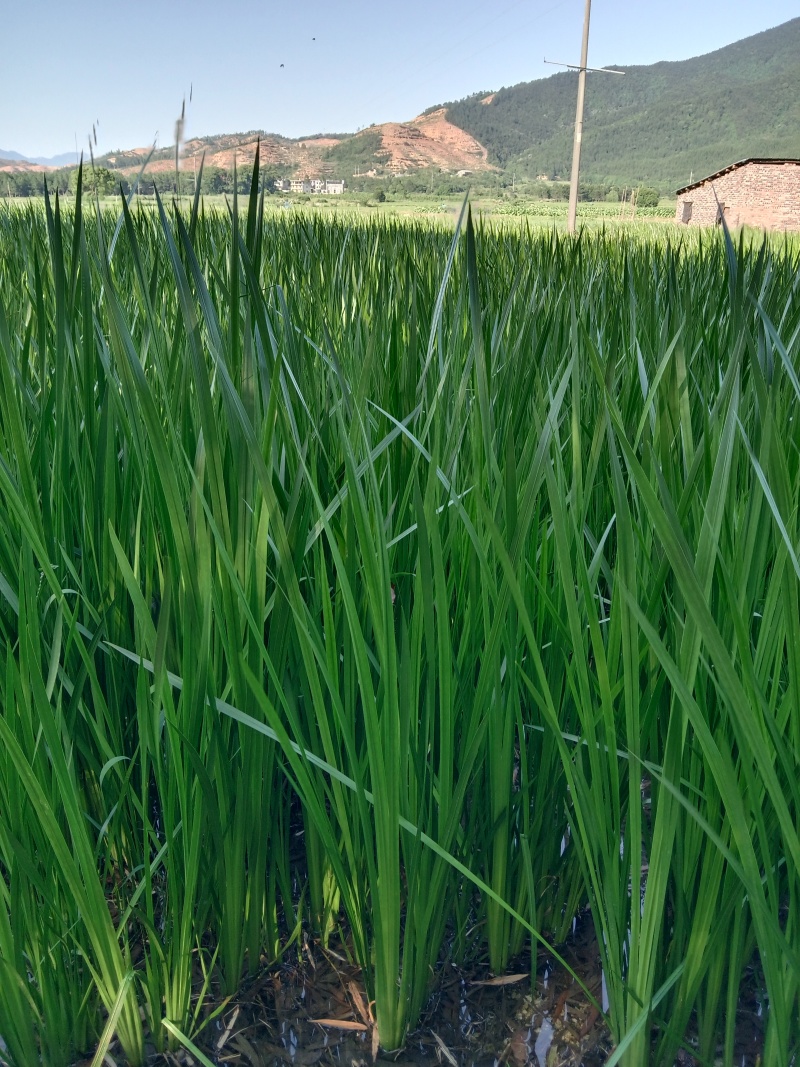 精品菖蒲长期有货支持拿样