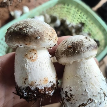 食用菌赤松茸