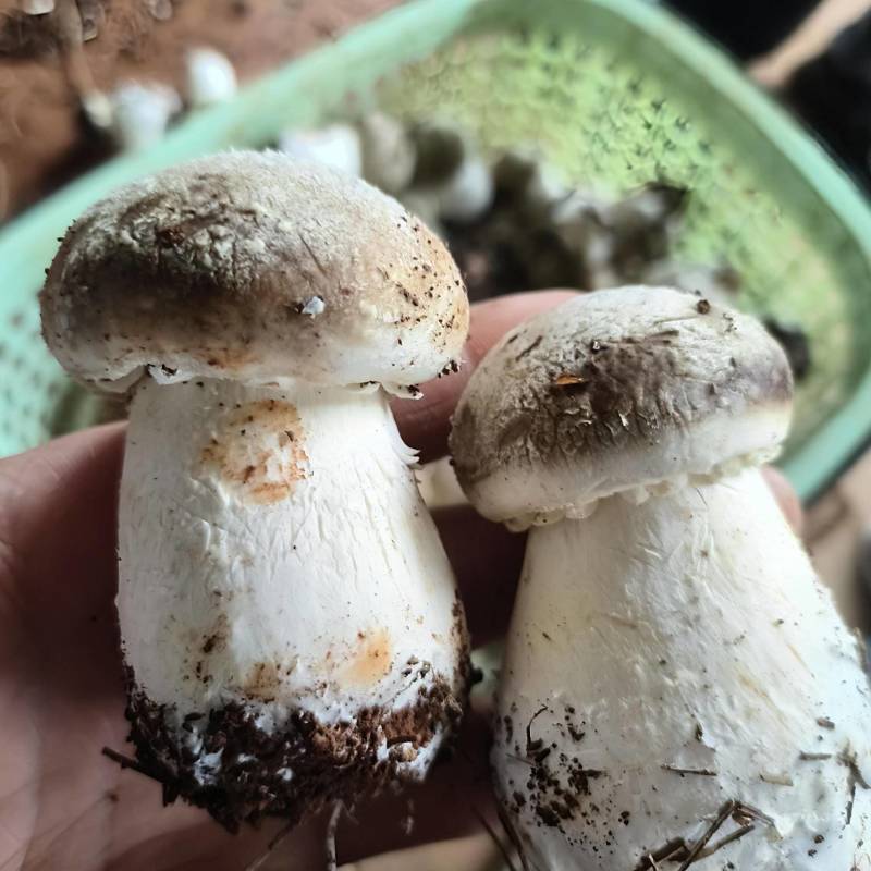 食用菌赤松茸