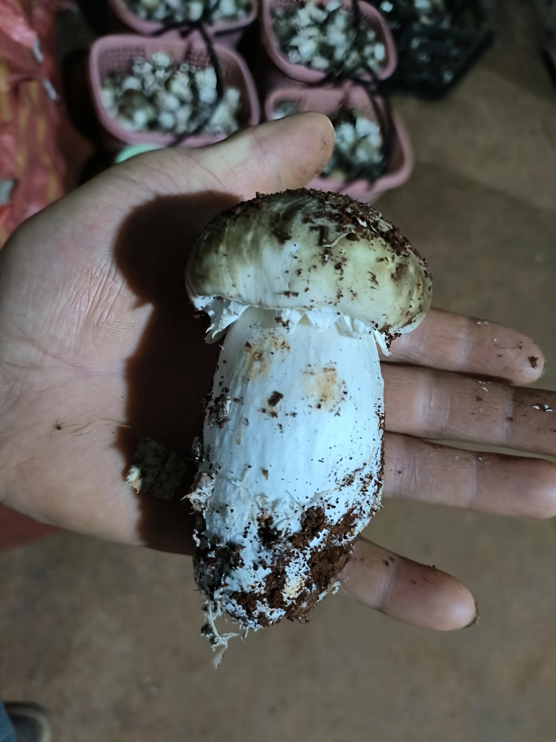 食用菌赤松茸