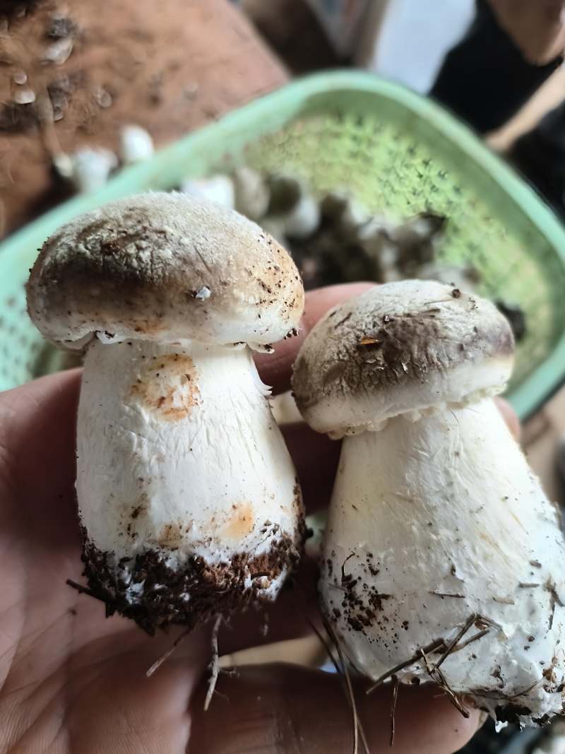 食用菌赤松茸