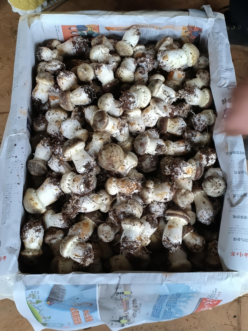 食用菌赤松茸