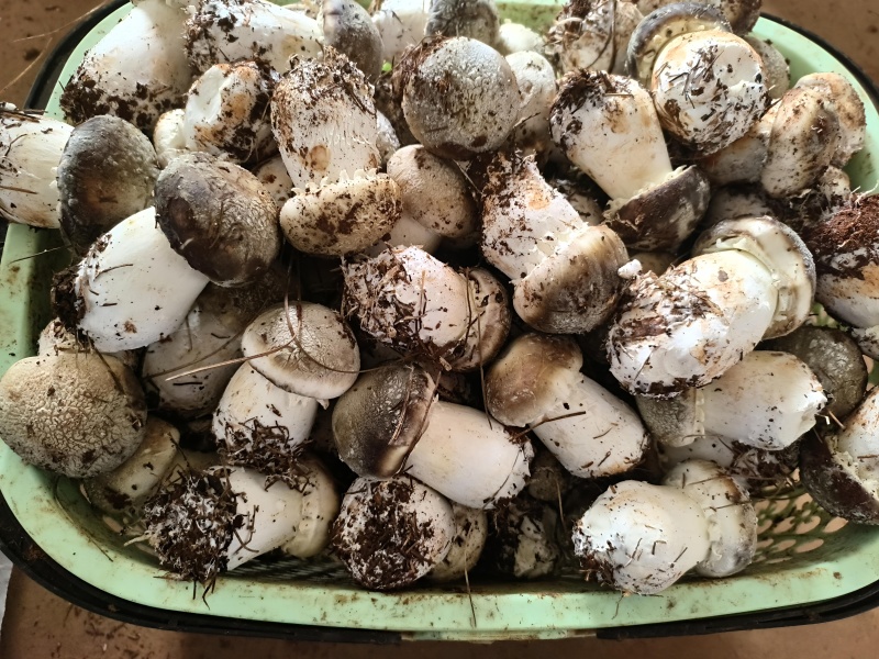 食用菌赤松茸