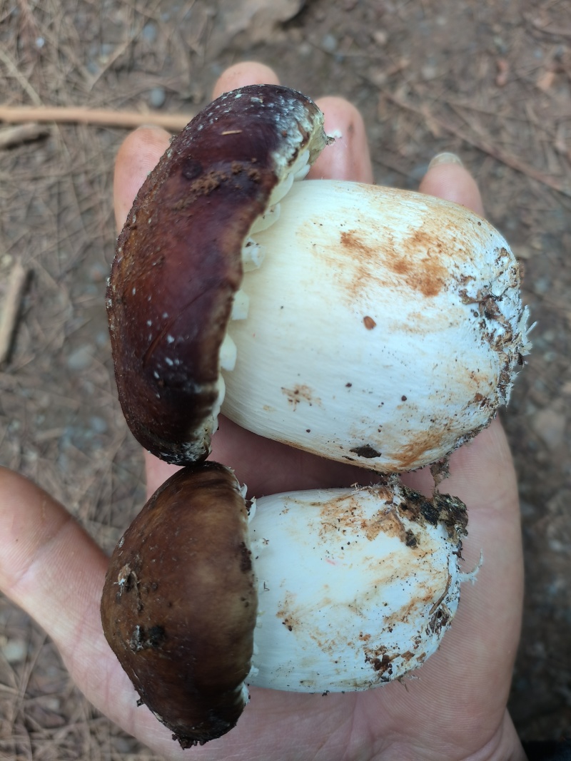 食用菌赤松茸