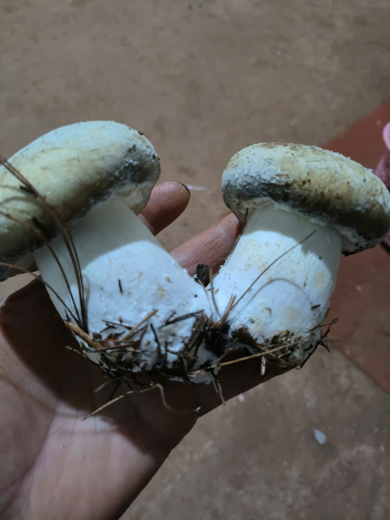 食用菌赤松茸