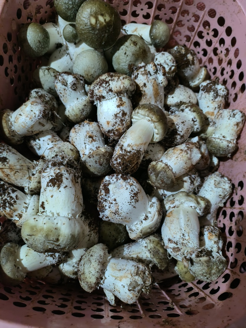 食用菌赤松茸