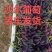 沙尔葡萄，含糖二十，口感香甜