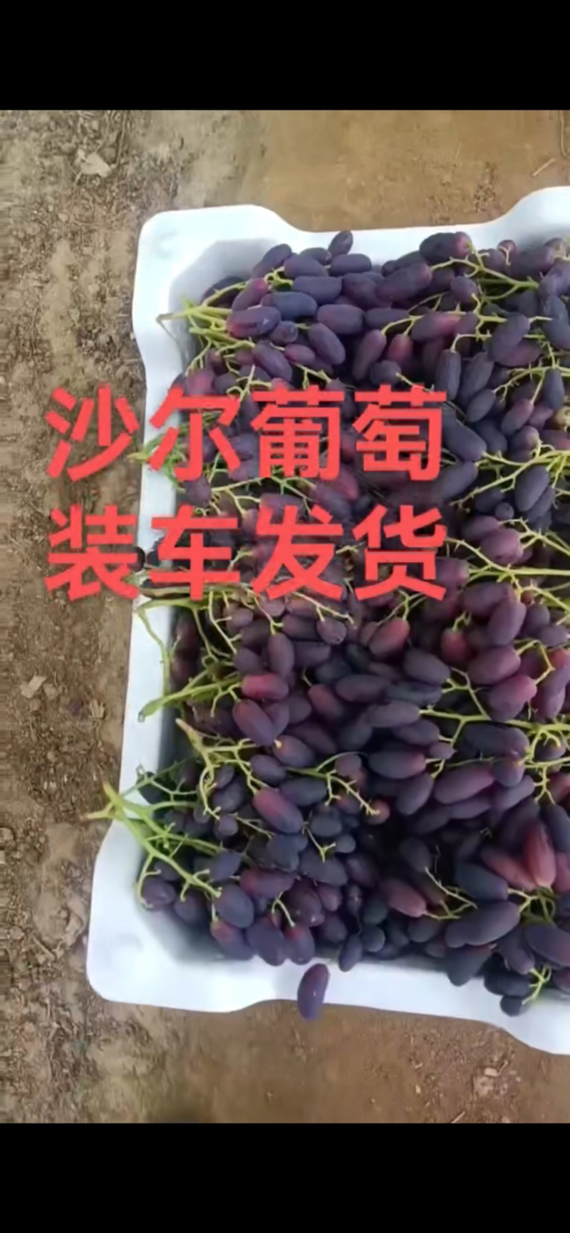 沙尔葡萄，含糖二十，口感香甜
