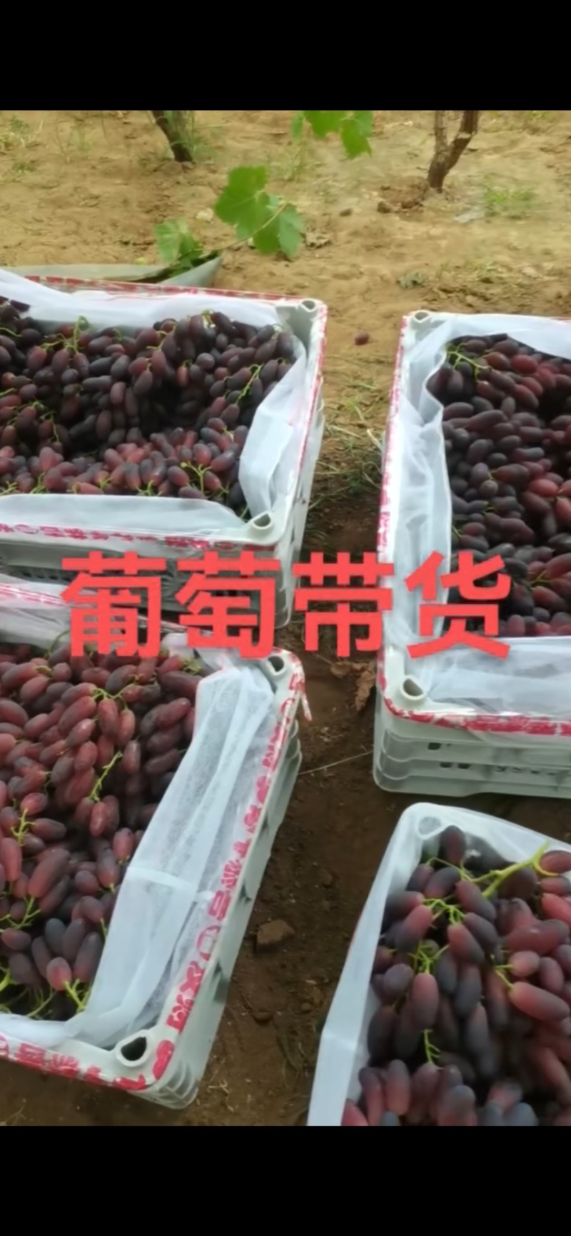 沙尔葡萄，含糖二十，口感香甜