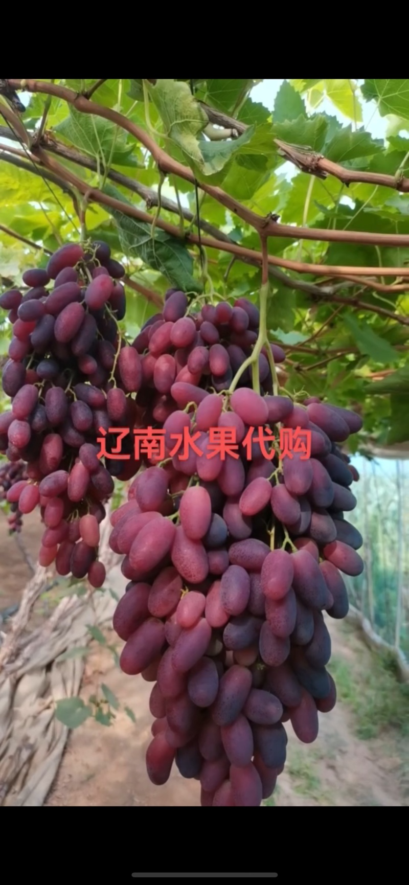 沙尔葡萄，含糖二十，口感香甜