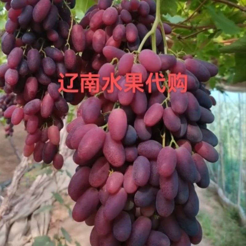 沙尔葡萄，含糖二十，口感香甜