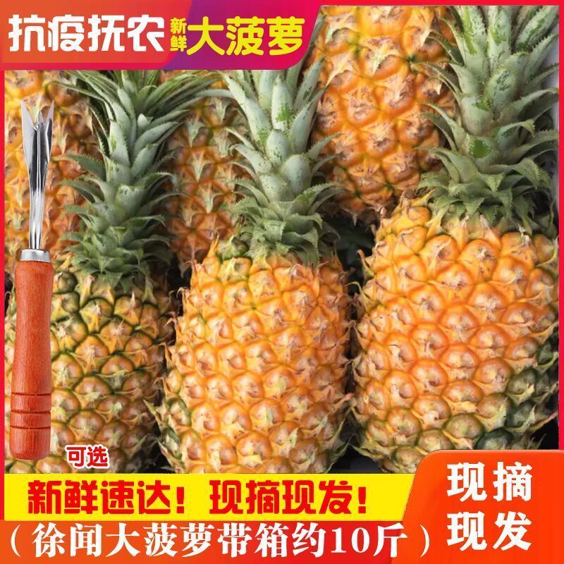 新鲜大菠萝徐闻香水菠萝大果菠萝蜜香脆甜爽手撕菠萝凤梨云南菠萝