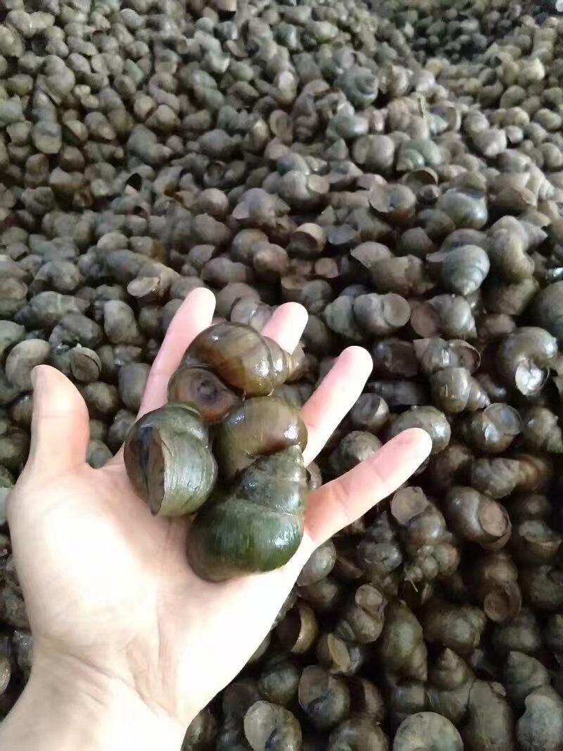 淡水田螺现货可发新鲜大量批发全国可发货