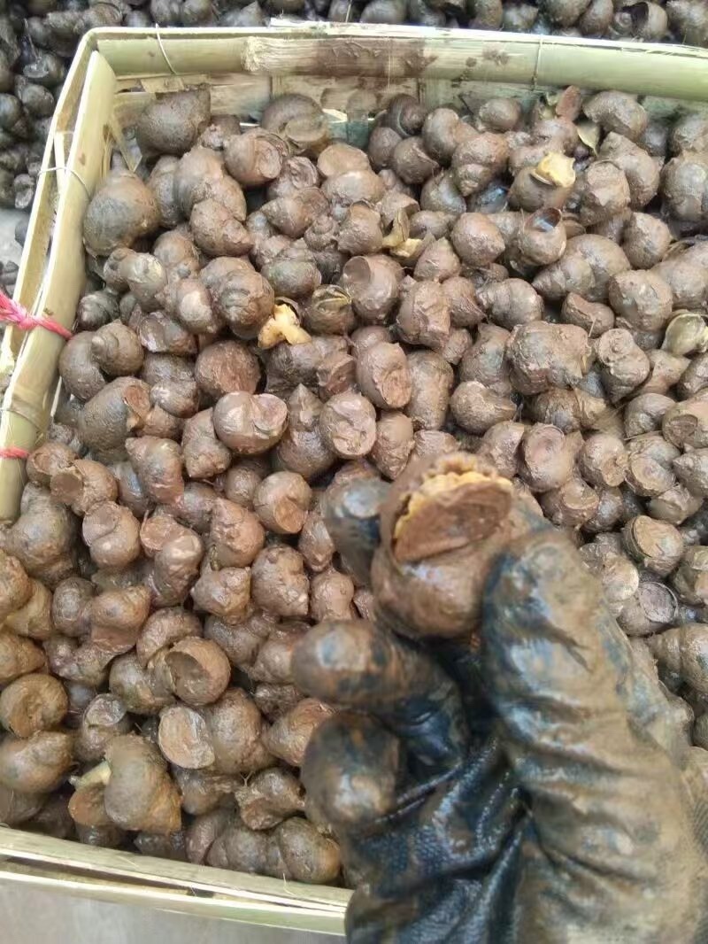 淡水田螺现货可发新鲜大量批发全国可发货