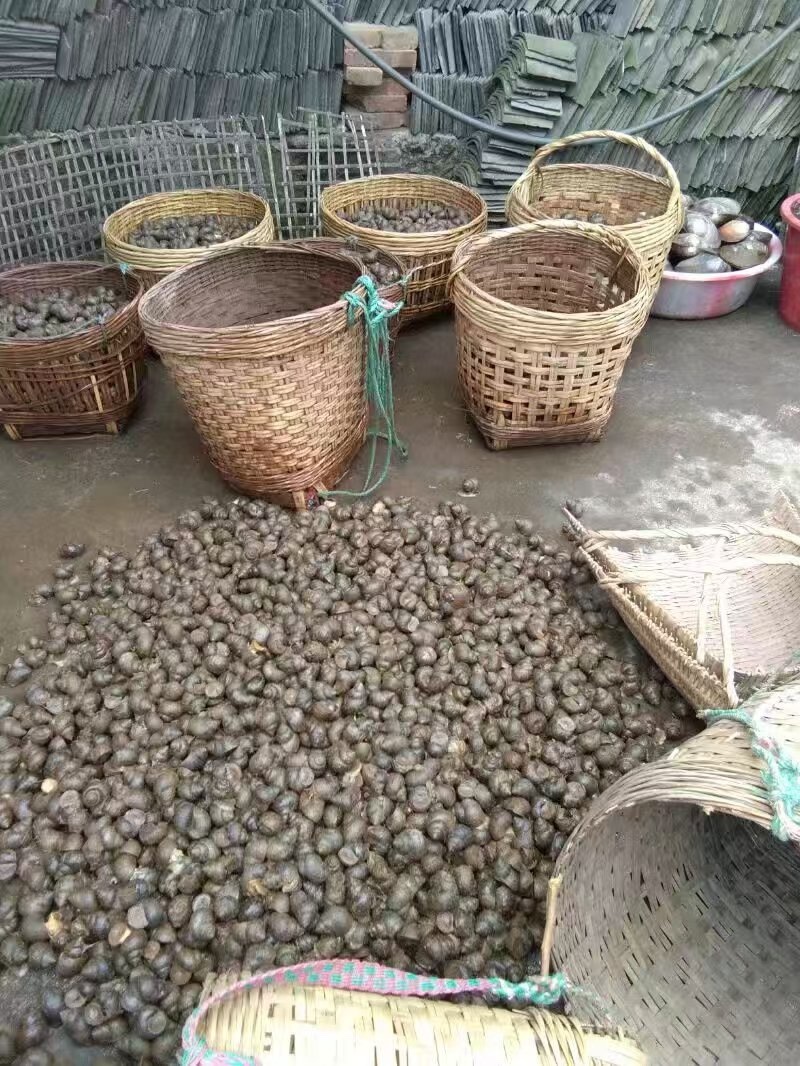 淡水田螺现货可发新鲜大量批发全国可发货