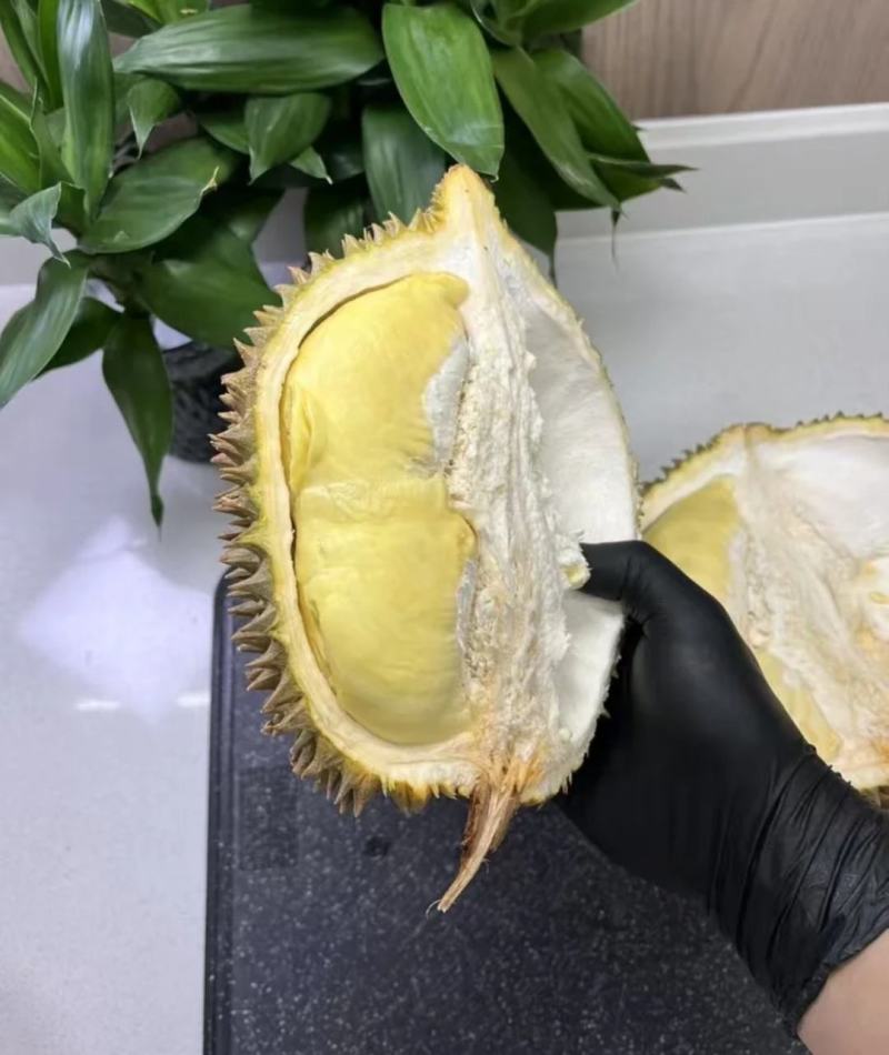 金枕榴莲产地直销一手价格，A果保5房坏果包赔，货到付款