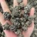 猫爪草中药中药材野生新鲜干货抓草颗粒水洗正宗包