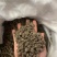 猫爪草中药中药材野生新鲜干货抓草颗粒水洗正宗包