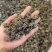 猫爪草中药中药材野生新鲜干货抓草颗粒水洗正宗包