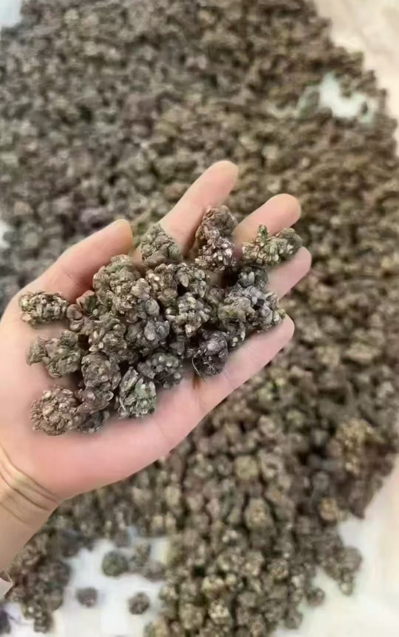 猫爪草中药中药材野生新鲜干货抓草颗粒水洗正宗包
