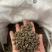 猫爪草中药中药材野生新鲜干货抓草颗粒水洗正宗包
