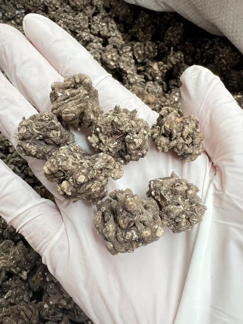 猫爪草中药中药材野生新鲜干货抓草颗粒水洗正宗包