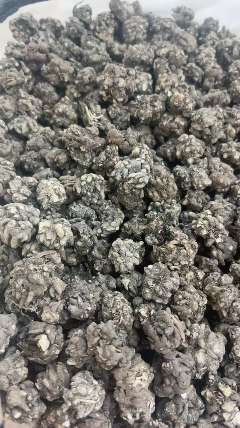 猫爪草中药中药材野生新鲜干货抓草颗粒水洗正宗包