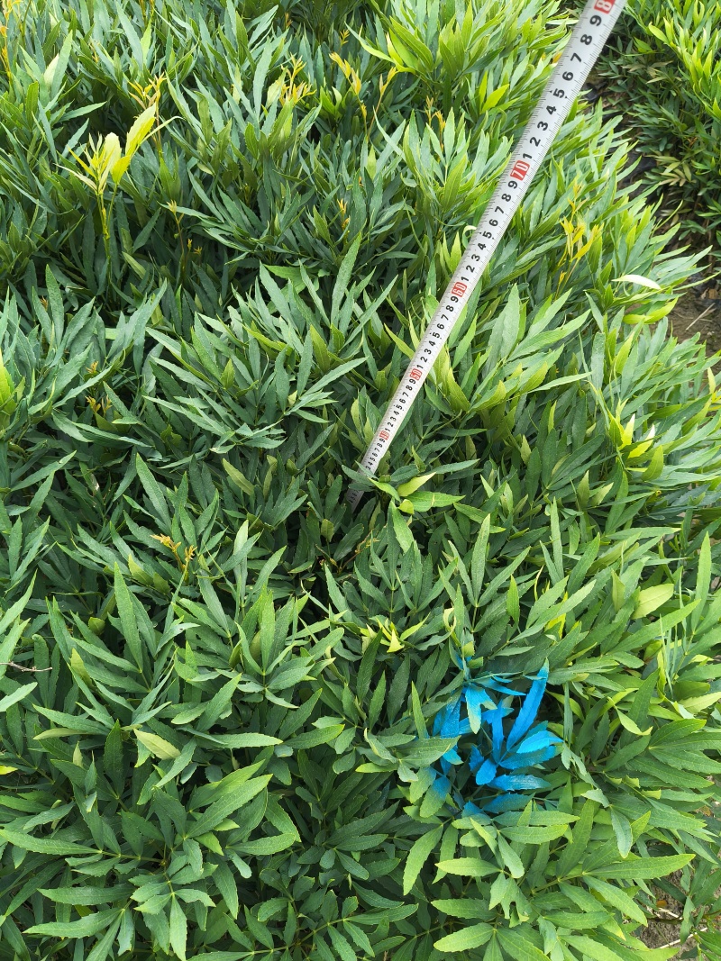 小叶十大功劳大杯平面高度:35cm一40cm，欢迎来订购