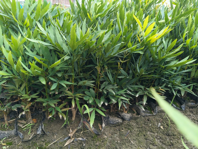 小叶十大功劳大杯平面高度:35cm一40cm，欢迎来订购