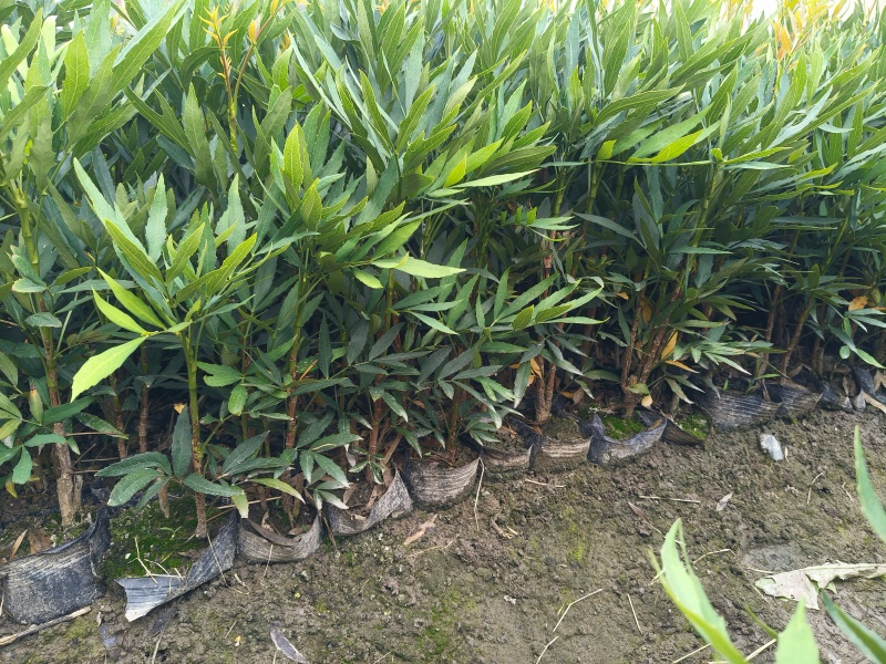 小叶十大功劳大杯平面高度:35cm一40cm，欢迎来订购