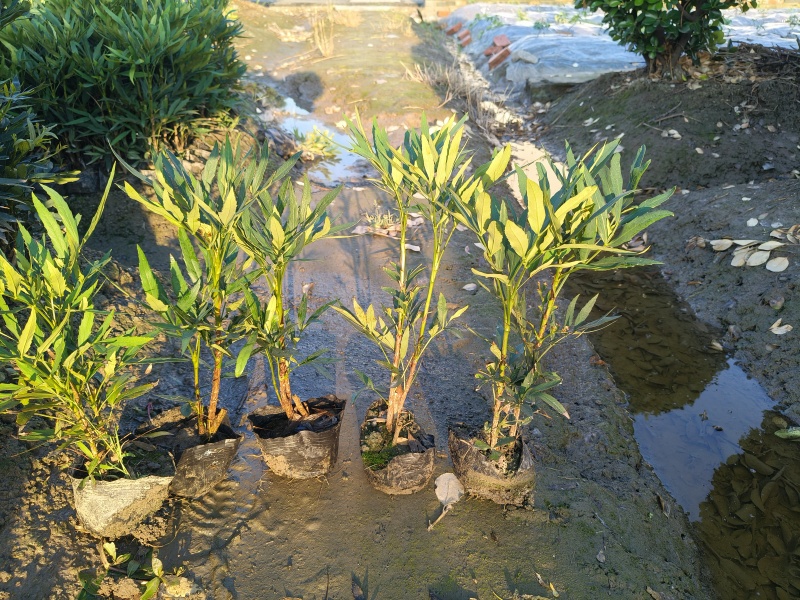 小叶十大功劳大杯平面高度:35cm一40cm，欢迎来订购